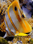 pic for Angel Fish